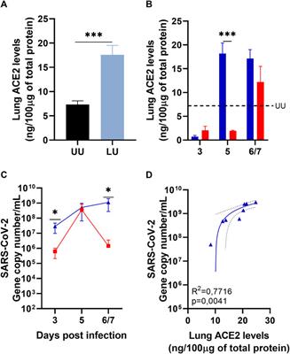 Lisinopril increases lung ACE2 levels and SARS-CoV-2 viral load and decreases inflammation but not disease severity in experimental COVID-19